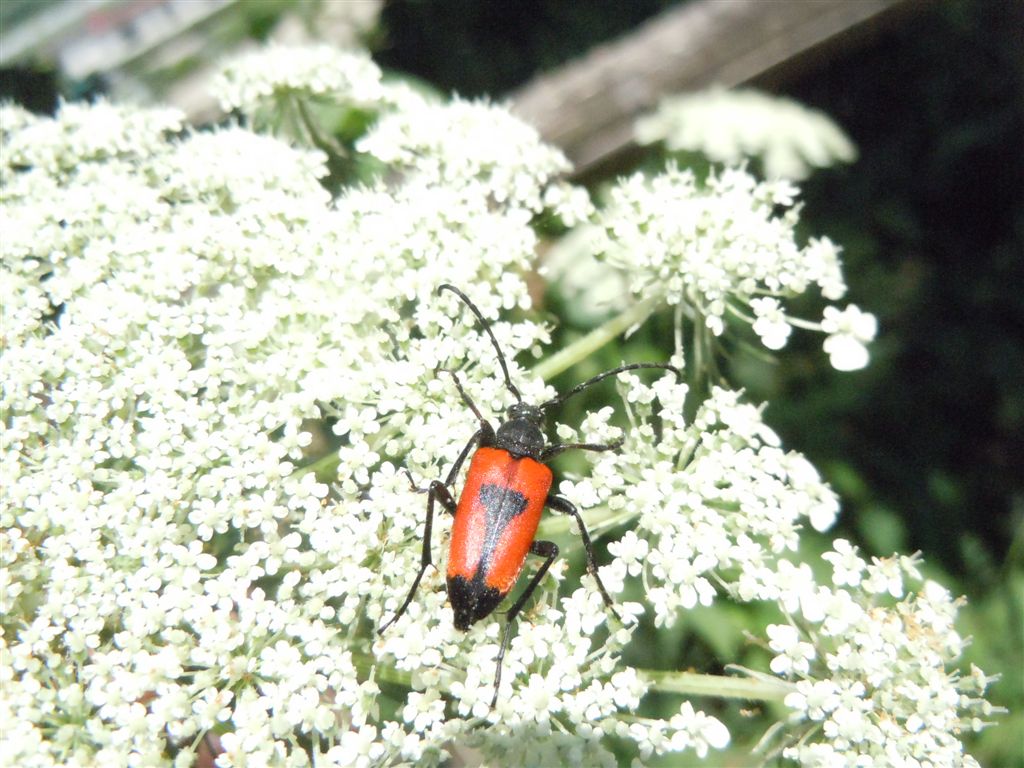 Stictoleptura cordigera accoppiamento